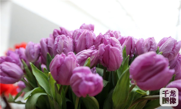 國泰郁金香首次亮相中國園林博物館