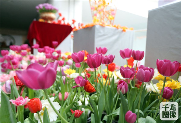 國泰郁金香首次亮相中國園林博物館