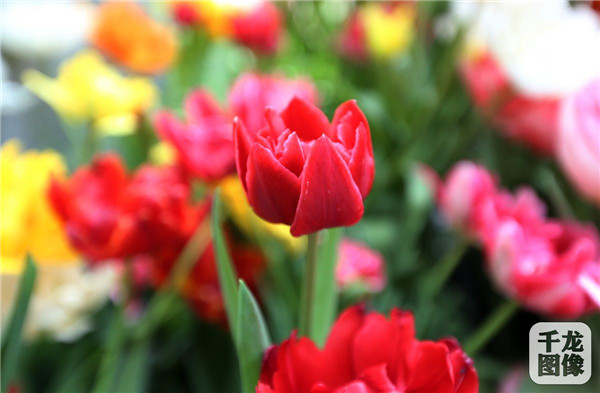 國泰郁金香首次亮相中國園林博物館