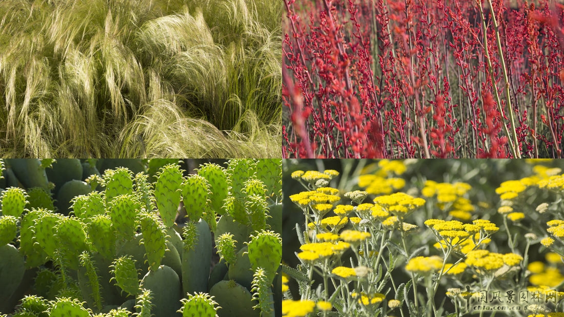 SWA經典案例:德勤大學景觀設計