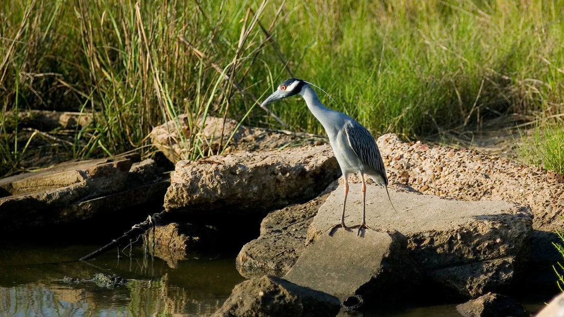 SWA經典案例：貝城自然中心濕地生態修復