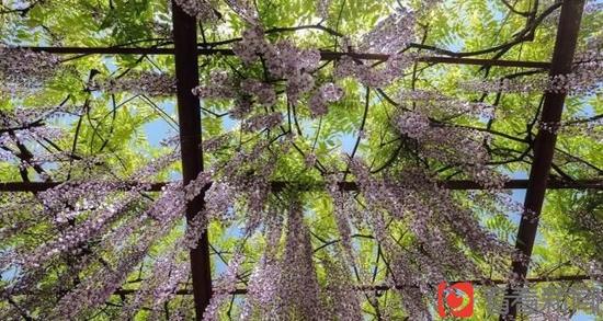 上海古藤園鎮園之寶470歲高齡紫藤綻放