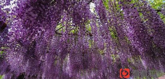 上海古藤園鎮園之寶470歲高齡紫藤綻放