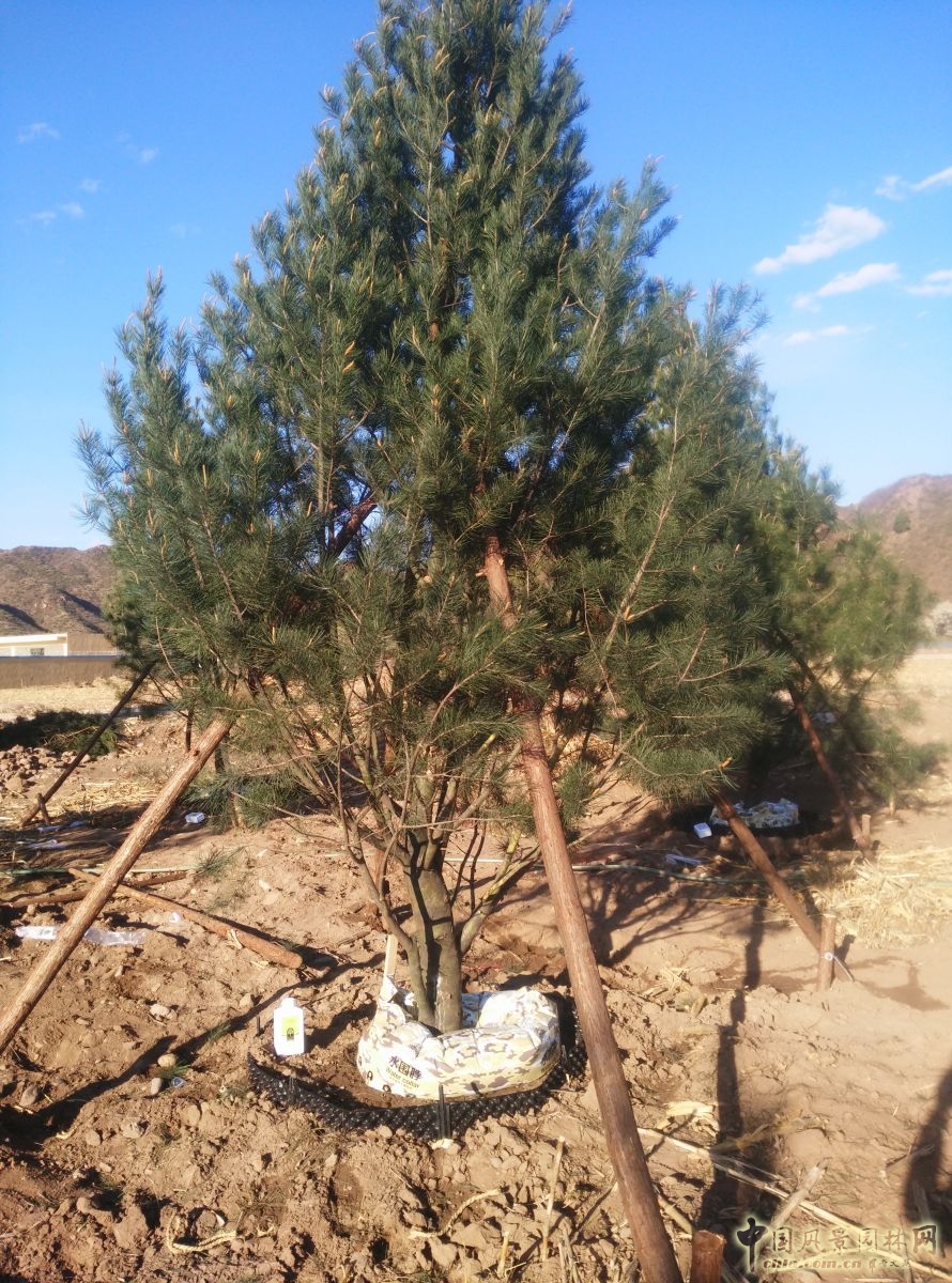 諾普信"樹木全冠移栽新技術"亮相高峰論壇