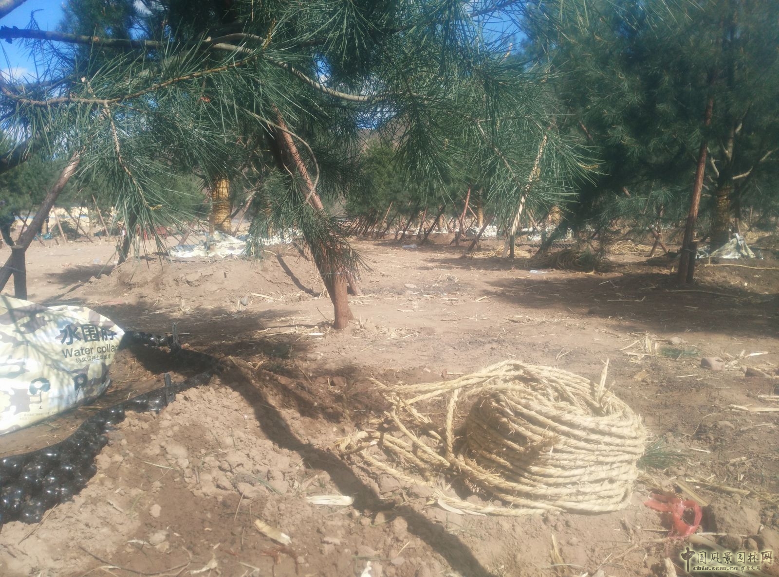 諾普信"樹木全冠移栽新技術"亮相高峰論壇