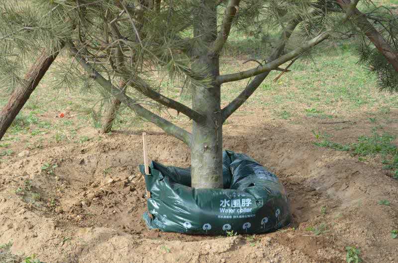 諾普信"樹木全冠移栽新技術"亮相高峰論壇