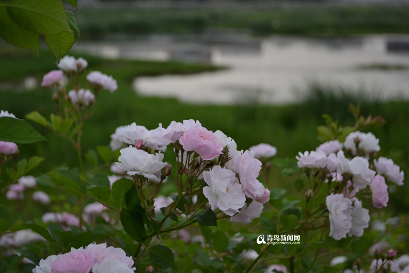 青島：白沙河治理基本完工