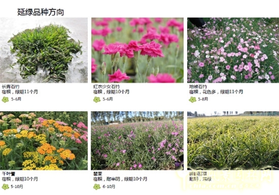 郭建梅:節水園林——蒙草遇上節水的時代