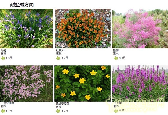 郭建梅:節水園林——蒙草遇上節水的時代