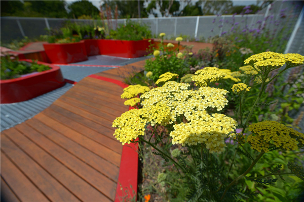 HASSELL:澳大利亞伯恩利公共屋頂花園