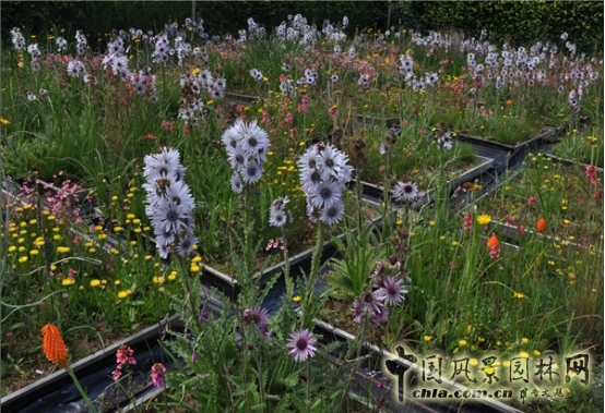 James Hitehmough：發展可持續城市的植物群落