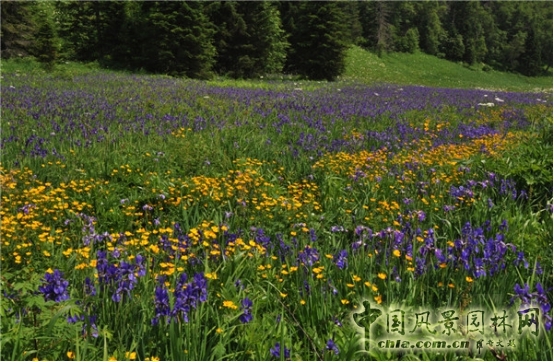 James Hitehmough：發展可持續城市的植物群落