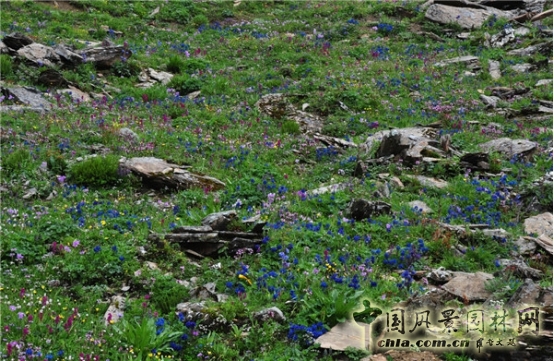 James Hitehmough：發展可持續城市的植物群落