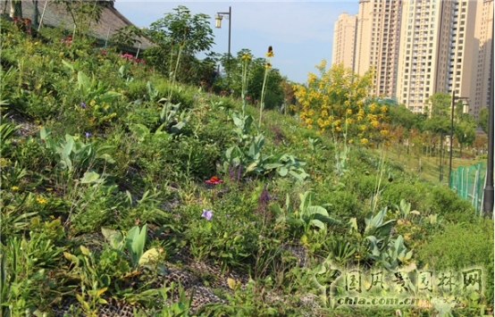 James Hitehmough：發展可持續城市的植物群落