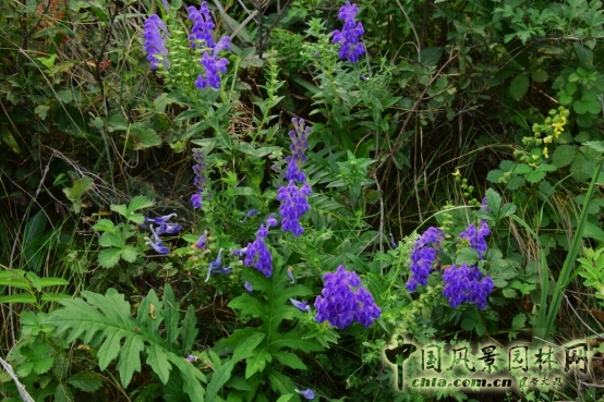 James Hitehmough：發(fā)展可持續(xù)城市的植物群落