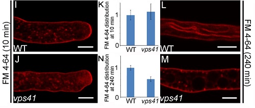 北京大學瞿禮嘉研究組發現植物雌雄互作調控新機制