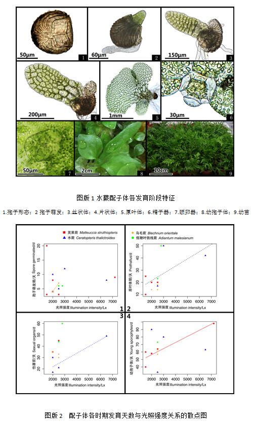 辰山植物園在蕨類植物繁殖體系研究中取得進展