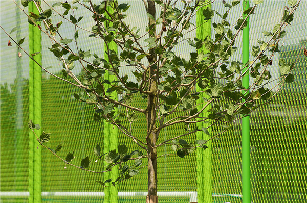 瑞士:蘇黎世Heerenschürli體育公園