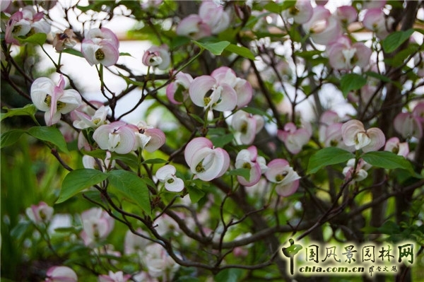 倫敦Crossrail車站屋頂花園景觀設計