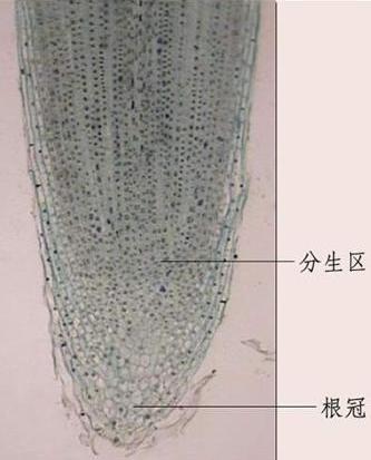 英國科學家發現已知最古老植物根尖干細胞群