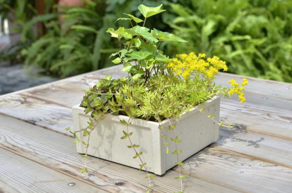 園藝界新晉網紅——家居無土彩葉小盆栽 華麗亮相銀泰商城