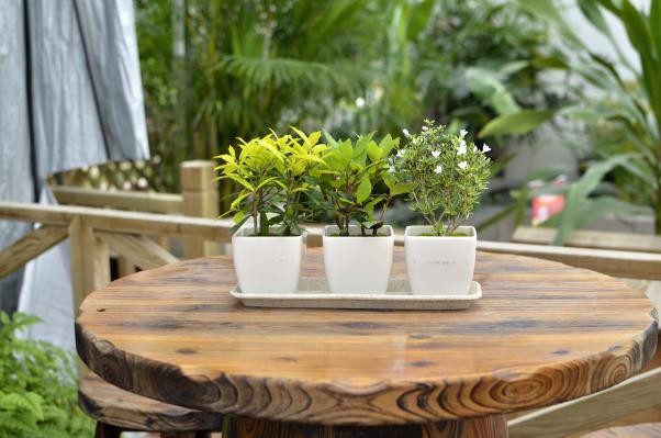 園藝界新晉網紅——家居無土彩葉小盆栽 華麗亮相銀泰商城