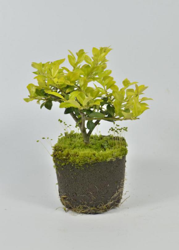 園藝界新晉網紅——家居無土彩葉小盆栽 華麗亮相銀泰商城