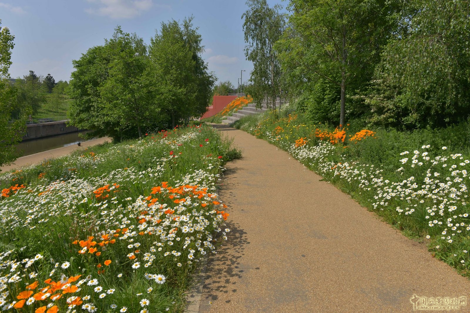 城市公園中的野花草甸——倫敦奧林匹克公園