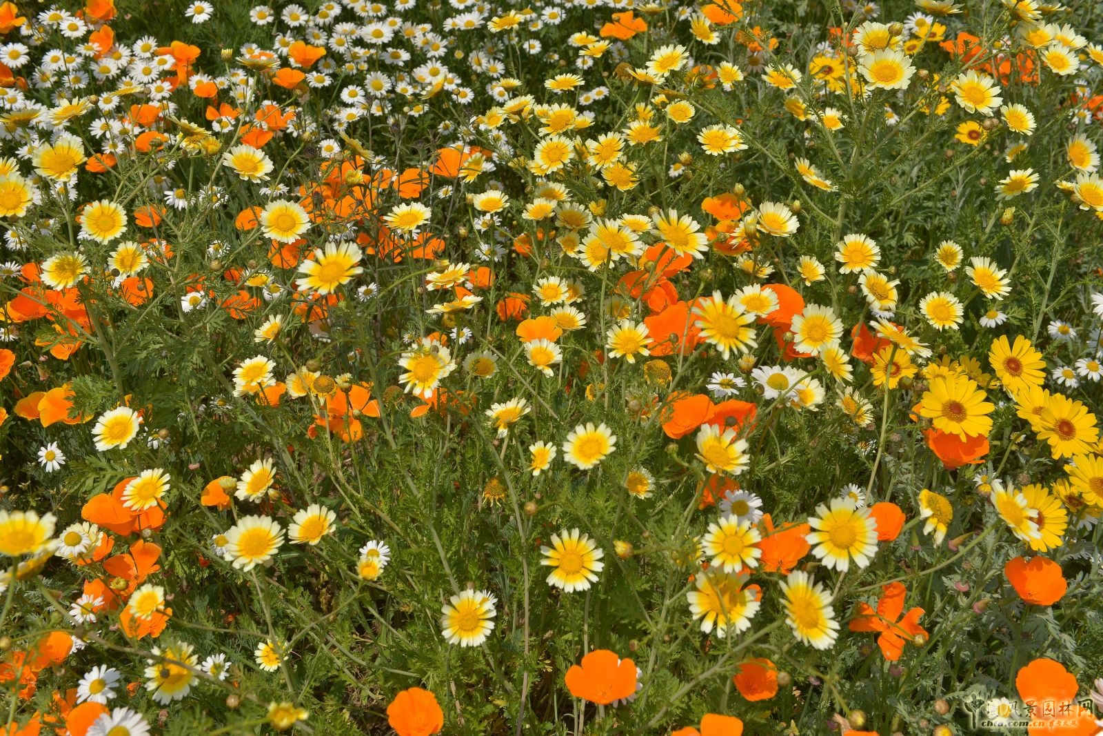 城市公園中的野花草甸——倫敦奧林匹克公園