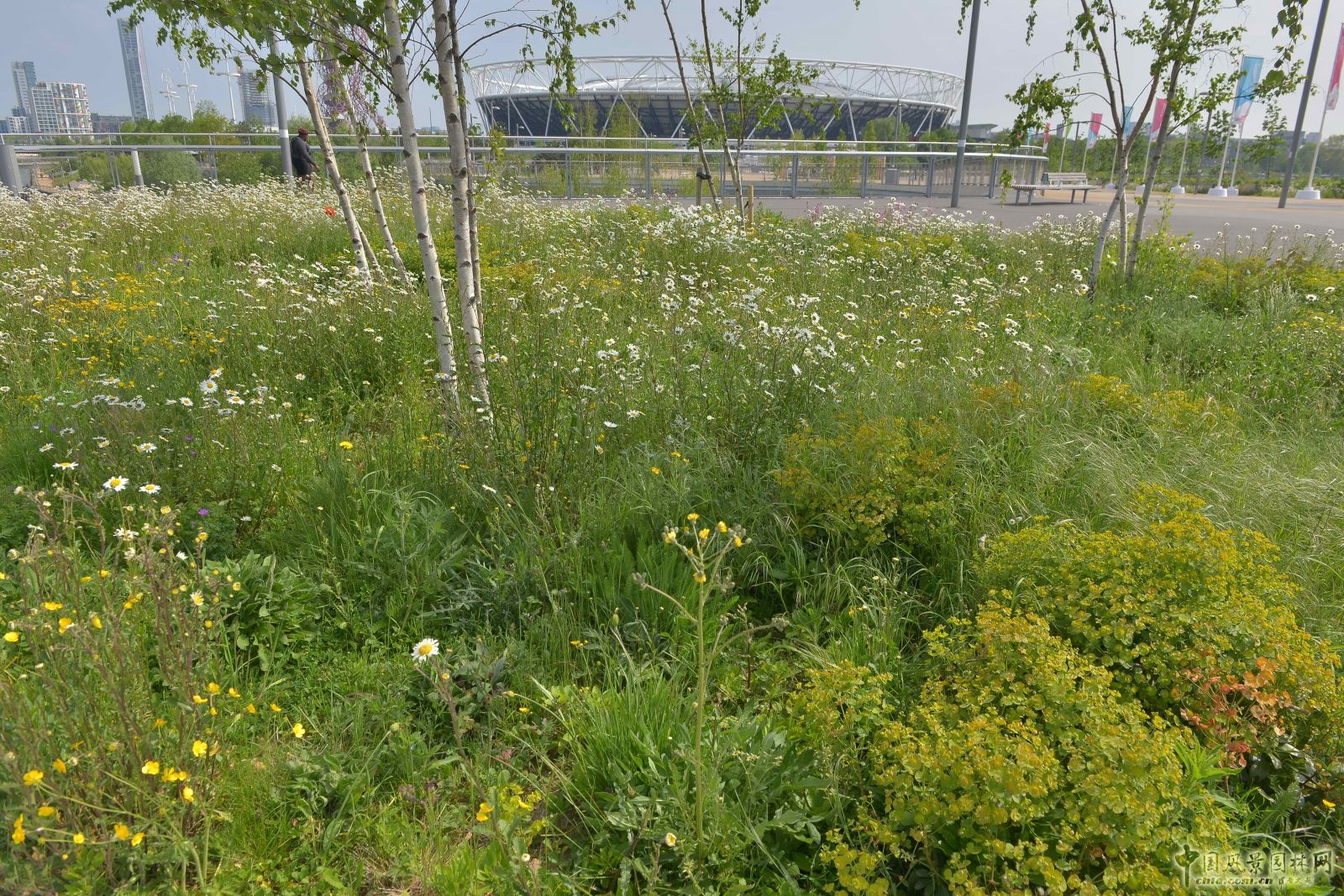 城市公園中的野花草甸——倫敦奧林匹克公園