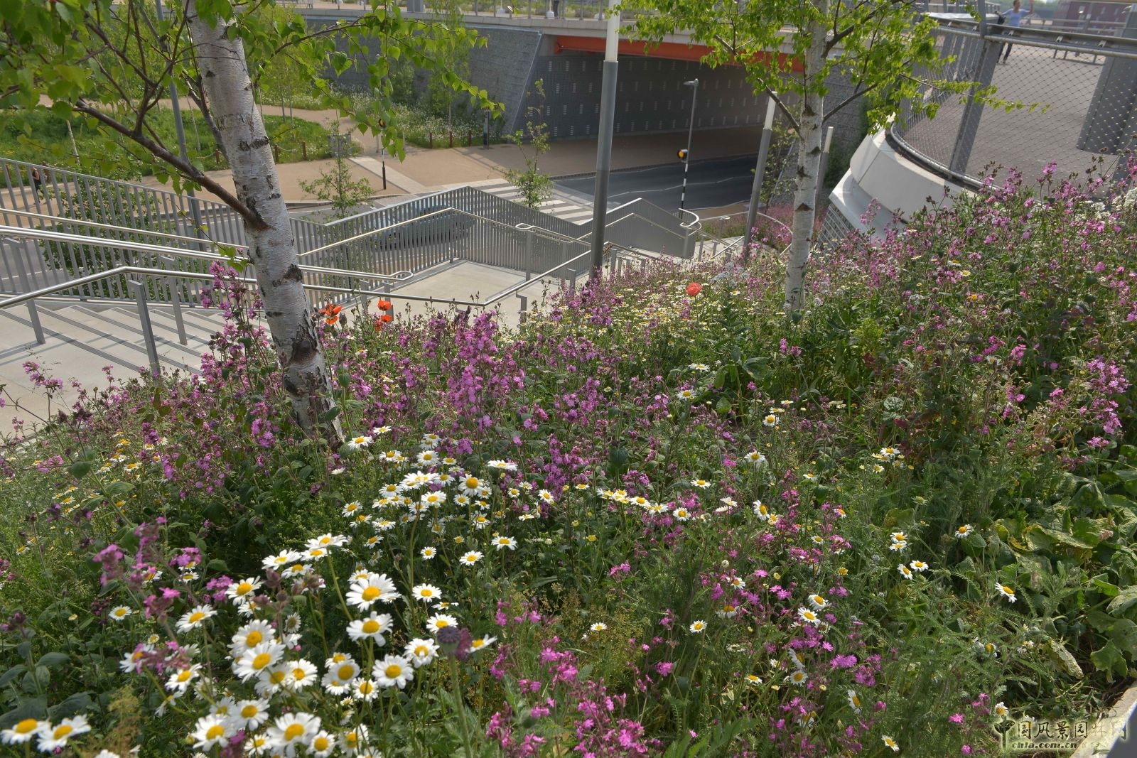 城市公園中的野花草甸——倫敦奧林匹克公園