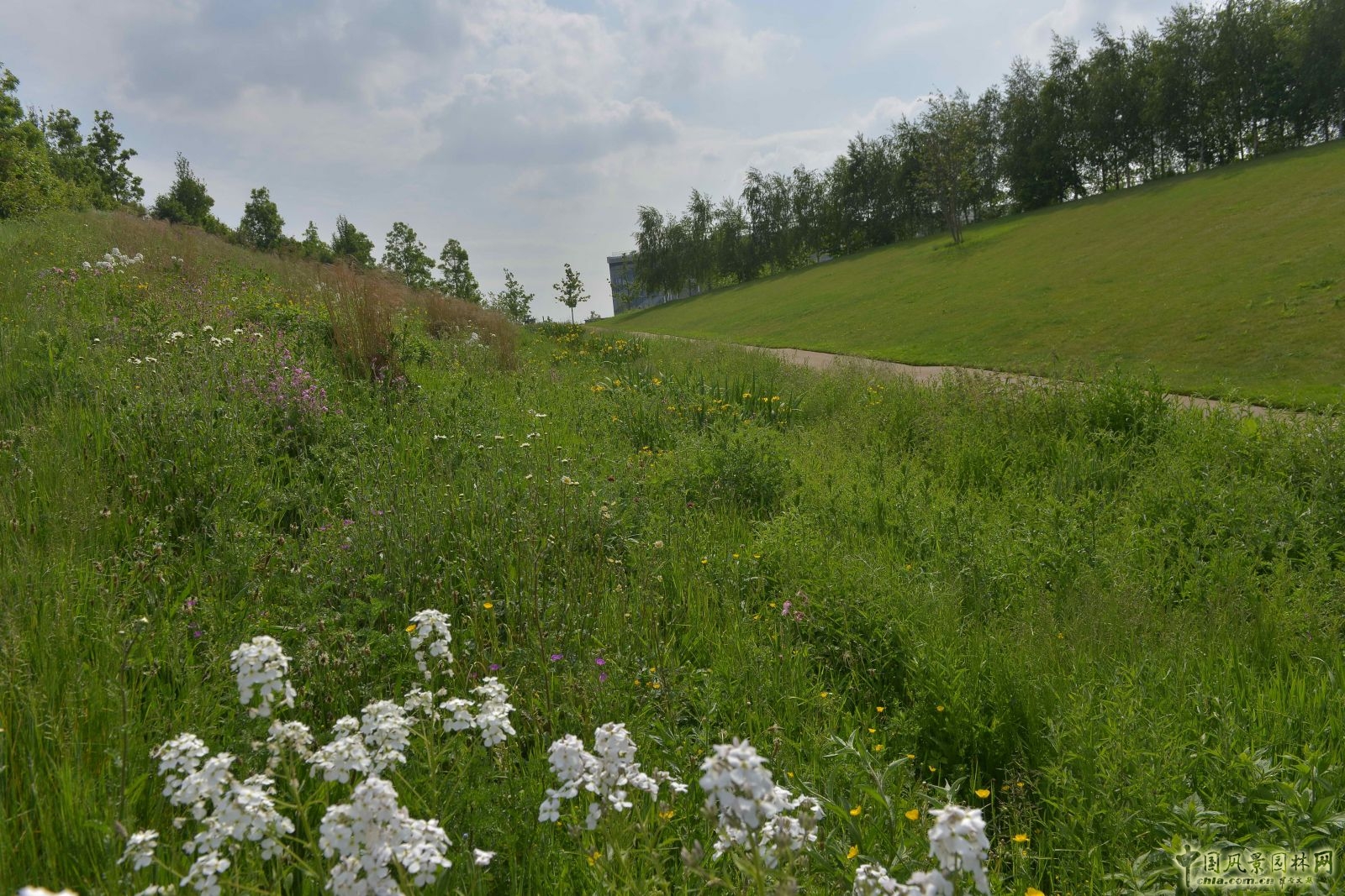 城市公園中的野花草甸——倫敦奧林匹克公園