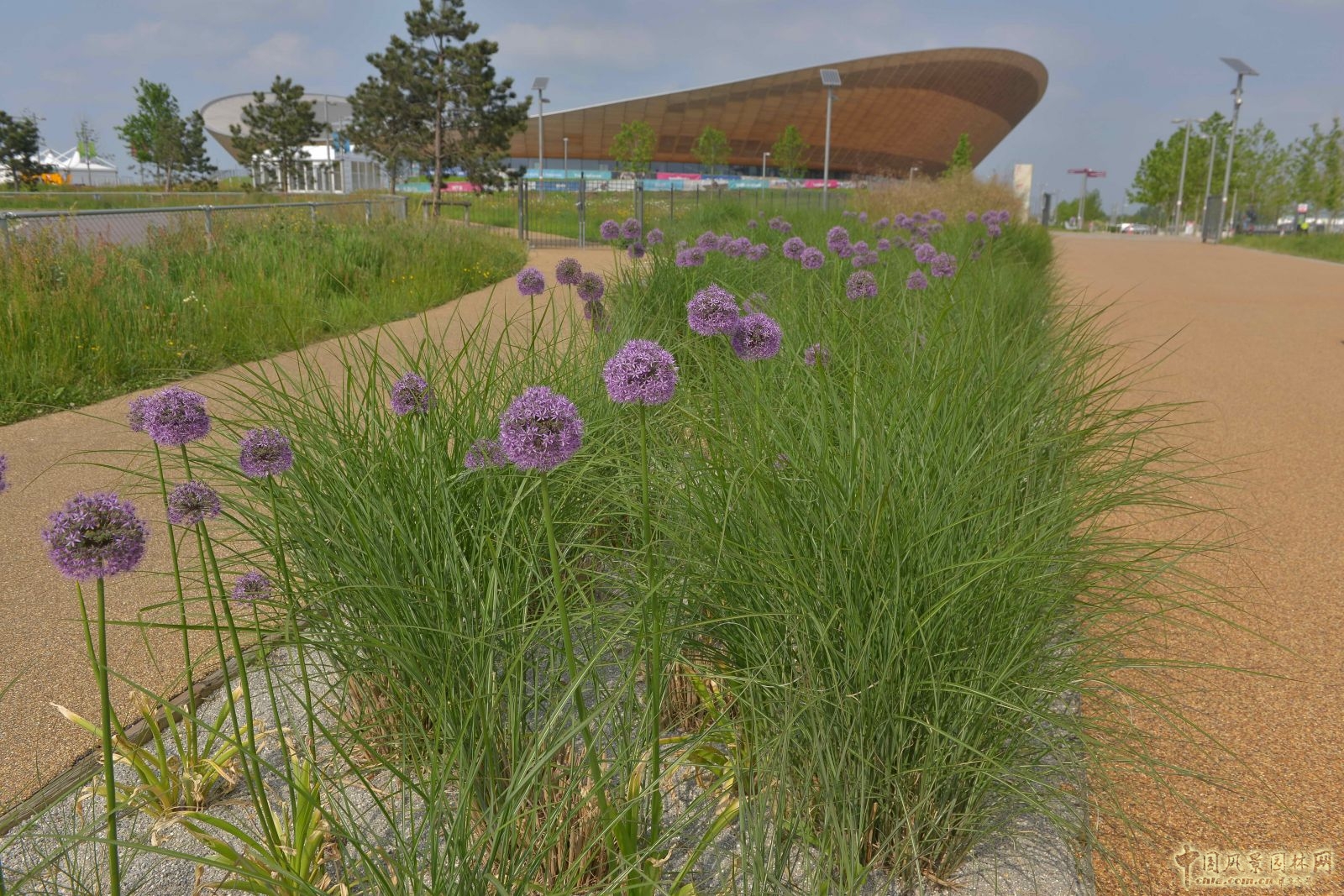 城市公園中的野花草甸——倫敦奧林匹克公園