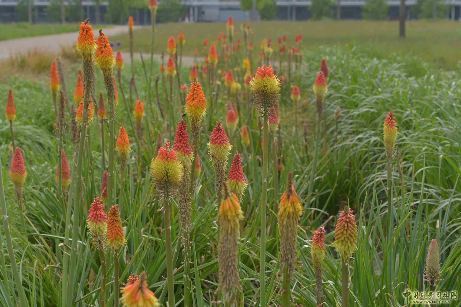 城市公園中的野花草甸——倫敦奧林匹克公園