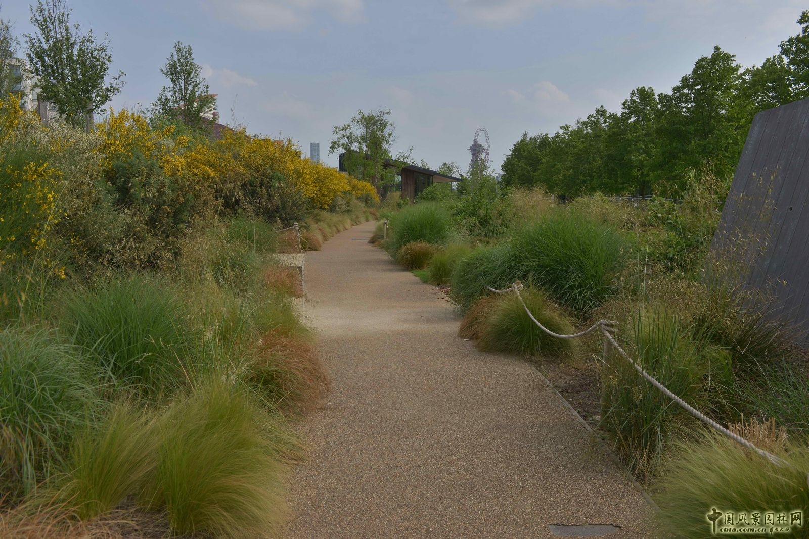 城市公園中的野花草甸——倫敦奧林匹克公園