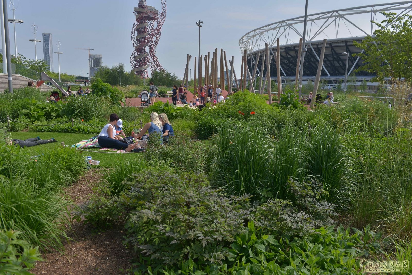 城市公園中的野花草甸——倫敦奧林匹克公園