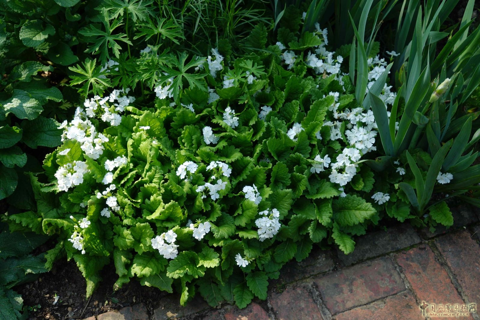 西辛赫斯特城堡之白色花園