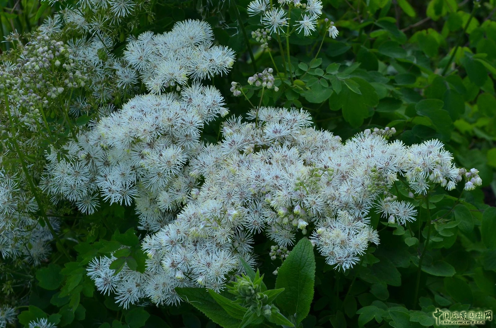 西辛赫斯特城堡之白色花園