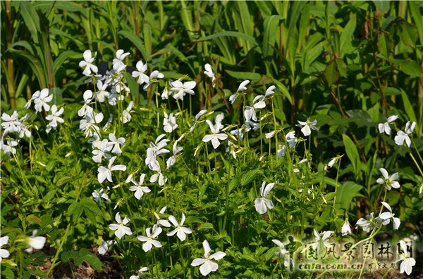 西辛赫斯特城堡之白色花園