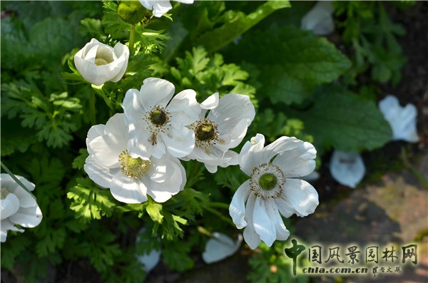 西辛赫斯特城堡之白色花園