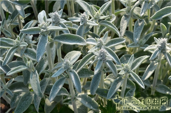 西辛赫斯特城堡之白色花園