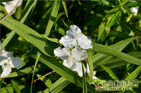 西辛赫斯特城堡之白色花園