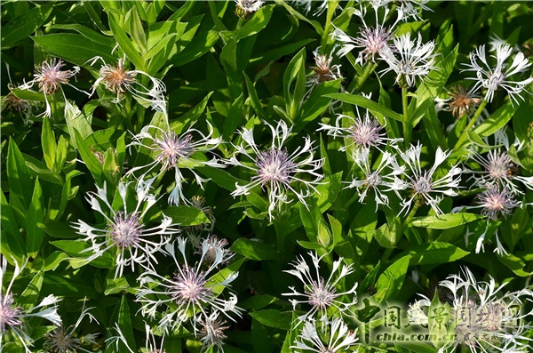 西辛赫斯特城堡之白色花園