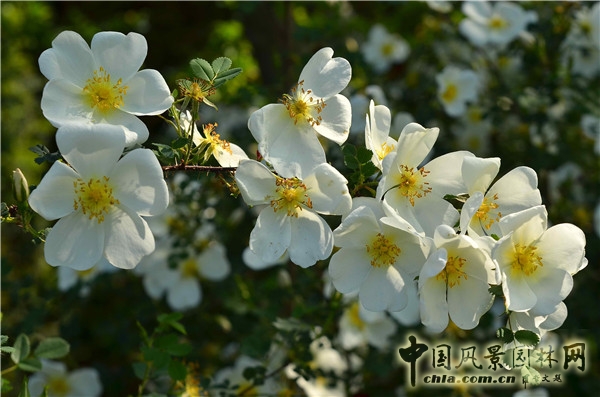 西辛赫斯特城堡之白色花園