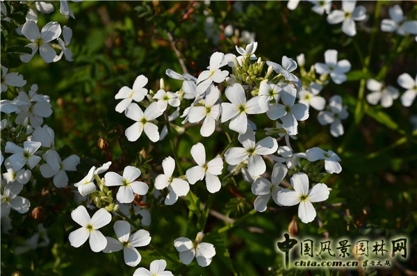 西辛赫斯特城堡之白色花園