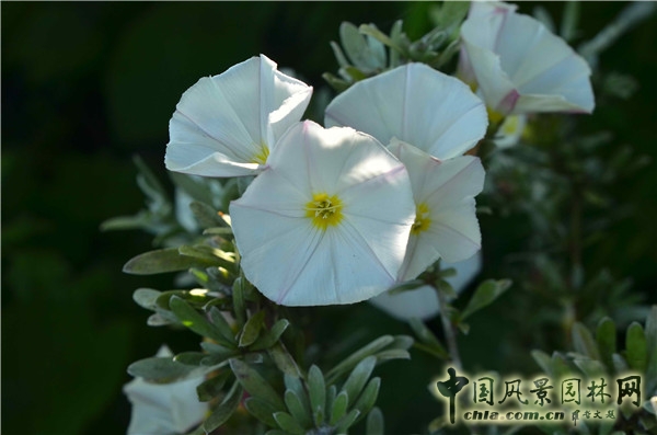 西辛赫斯特城堡之白色花園