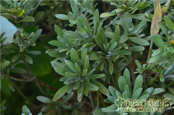 西辛赫斯特城堡之白色花園