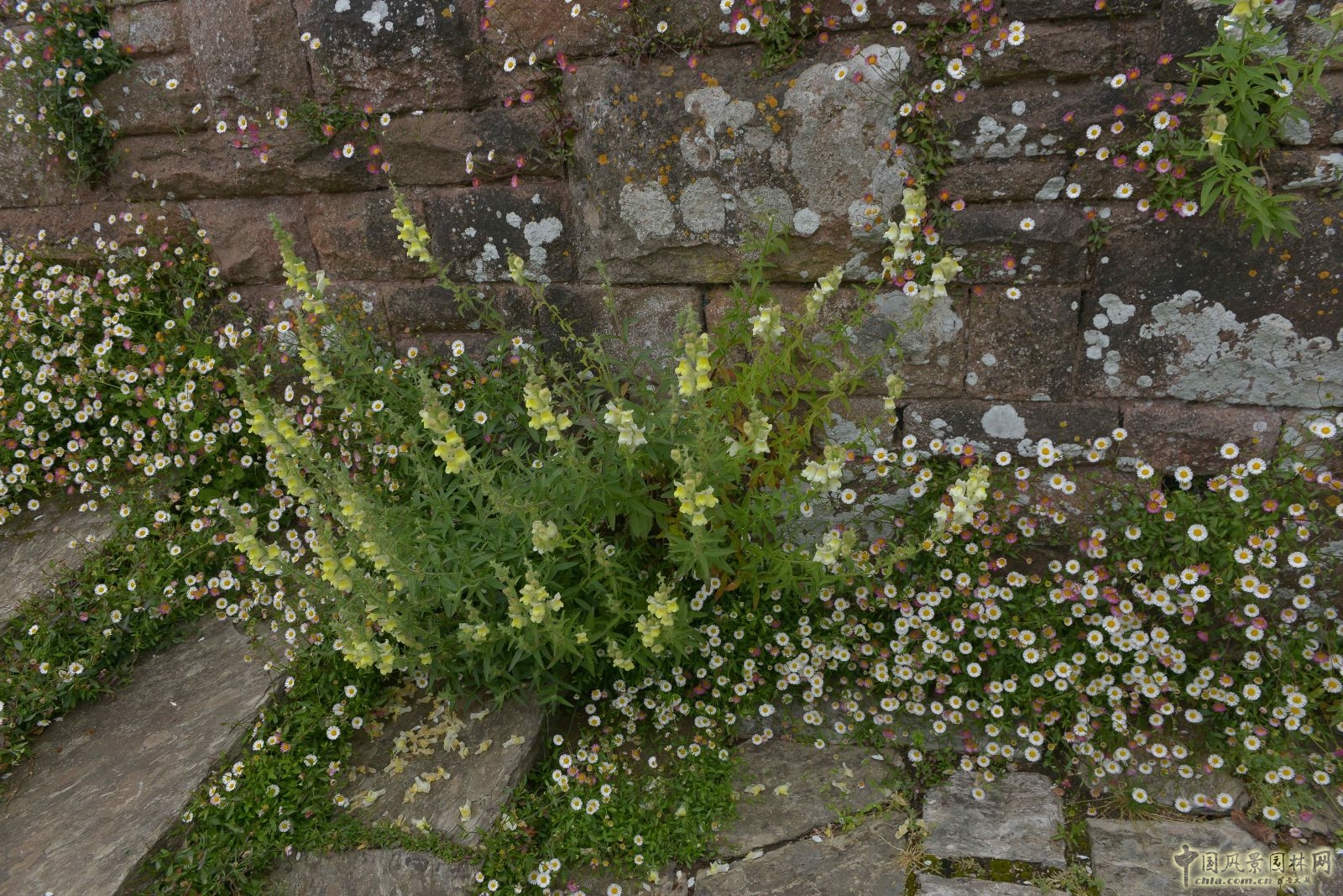 俯拾皆是“杰基爾Style”——英國赫斯特庫姆花園