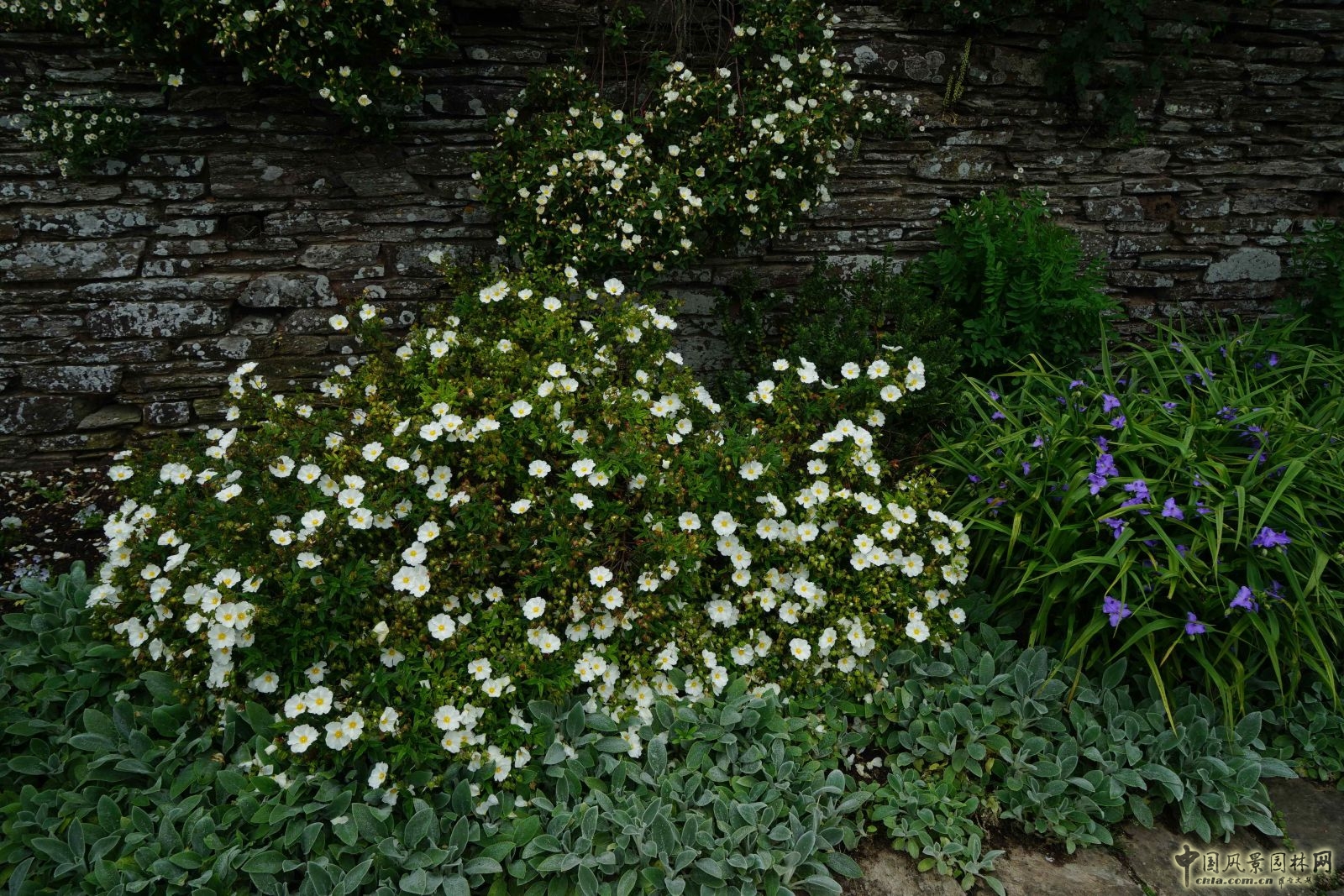 俯拾皆是“杰基爾Style”——英國(guó)赫斯特庫姆花園