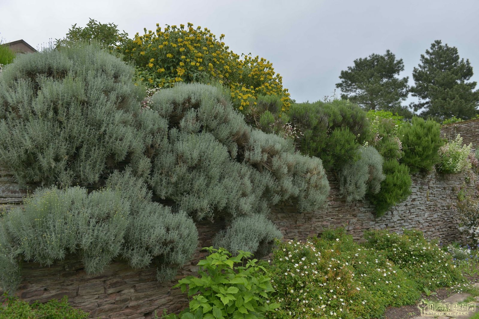 俯拾皆是“杰基爾Style”——英國赫斯特庫姆花園